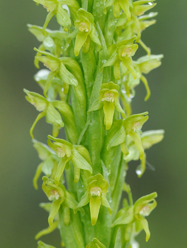 Platanthera aquilonis