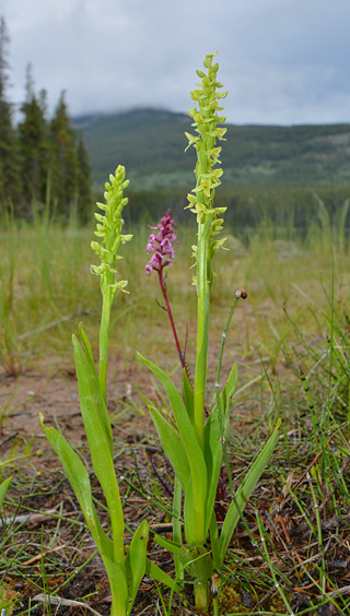 Platanthera aquilonis