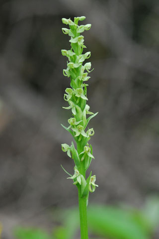 Platanthera aquilonis