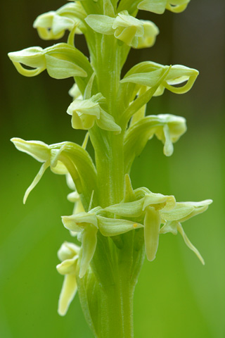 Platanthera aquilonis