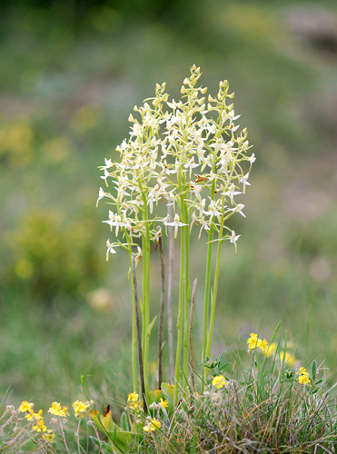 Platanthera bifolia