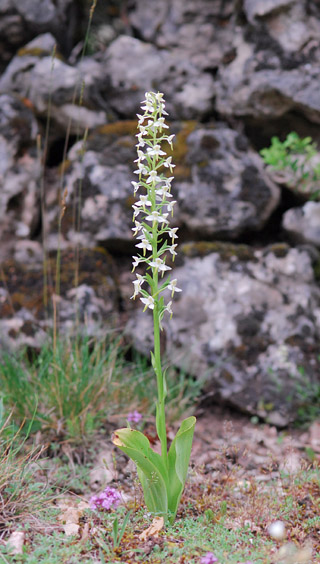 Platanthera bifolia