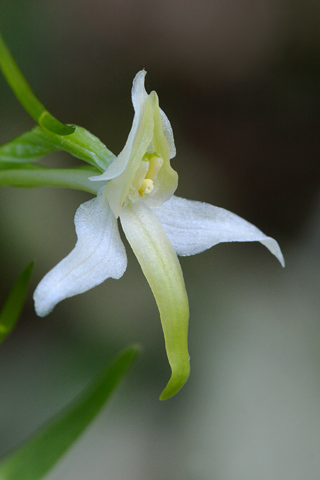 Platanthera bifolia