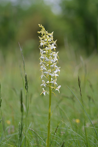 Platanthera bifolia