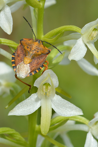 Platanthera bifolia