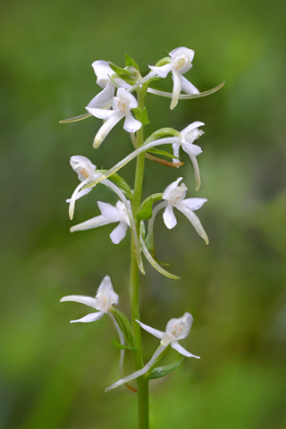 Platanthera bifolia