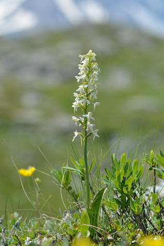Platanthera bifolia