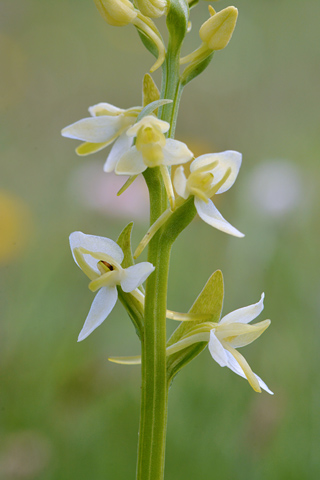 Platanthera bifolia