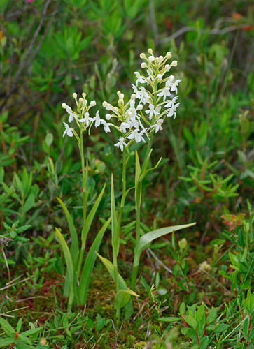 Platanthera blephariglottis