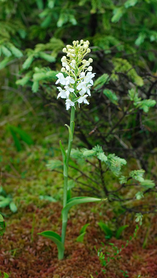Platanthera blephariglottis