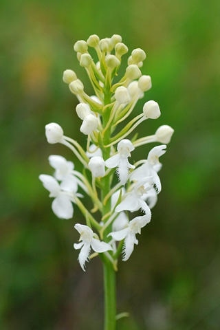 Platanthera blephariglottis