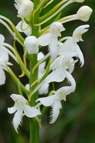 Platanthera blephariglottis