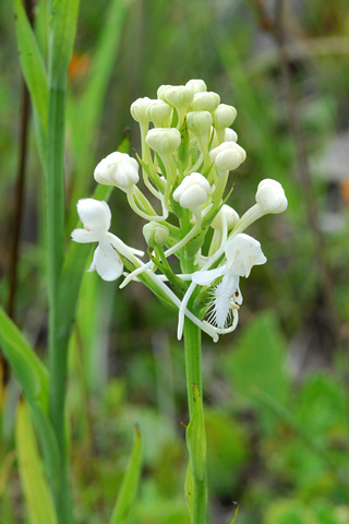 Platanthera blephariglottis var. conspicua