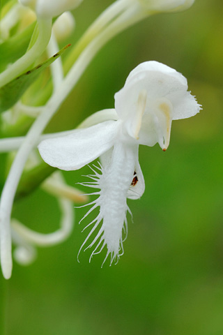 Platanthera blephariglottis var. conspicua