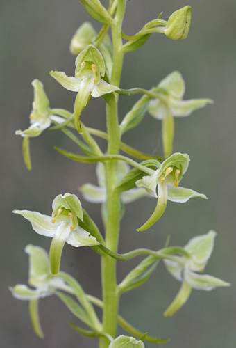 Platanthera chlorantha