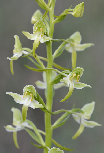 Platanthera chlorantha