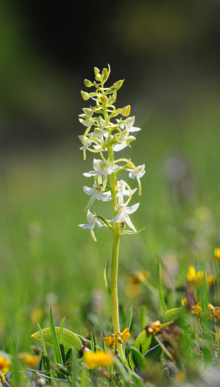 Platanthera chlorantha