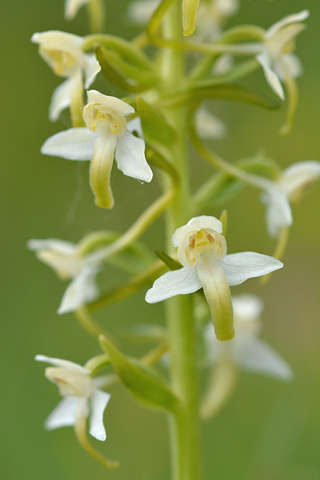 Platanthera chlorantha