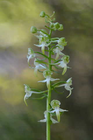 Platanthera chlorantha