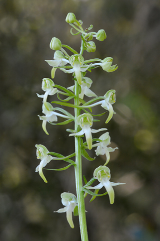 Platanthera chlorantha