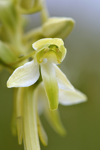 Platanthera chlorantha