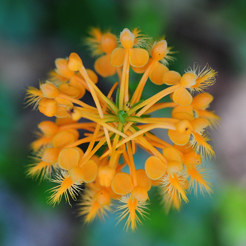 Platanthera ciliaris