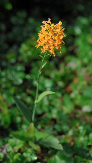 Platanthera ciliaris