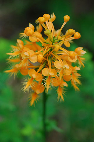 Platanthera ciliaris