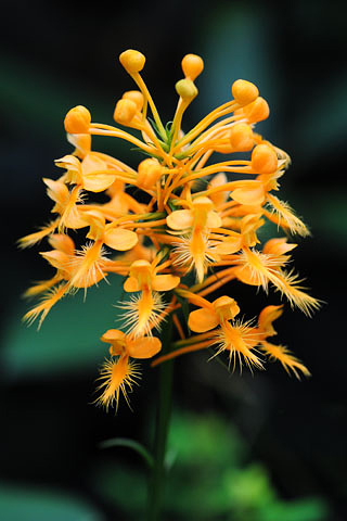 Platanthera ciliaris