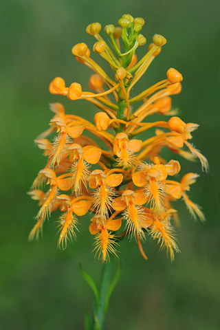 Platanthera ciliaris