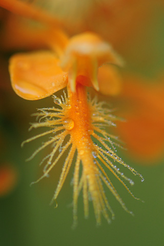 Platanthera ciliaris