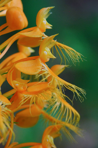 Platanthera ciliaris