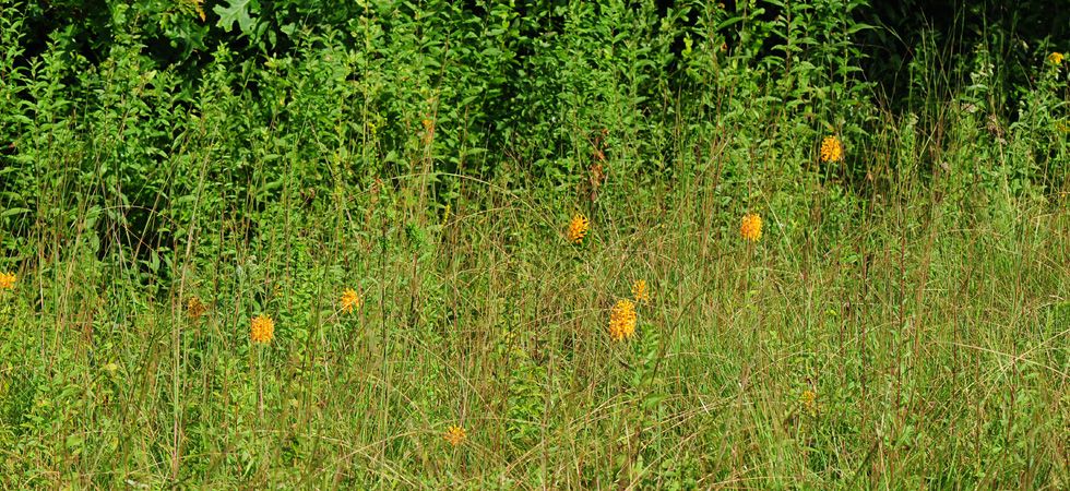 Platanthera ciliaris