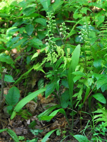 Platanthera clavellata