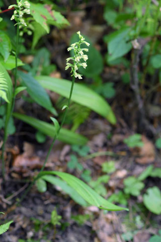 Platanthera clavellata