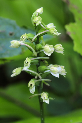 Platanthera clavellata