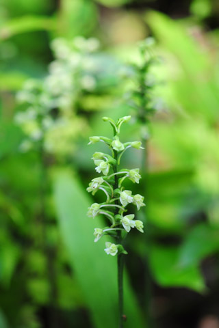 Platanthera clavellata