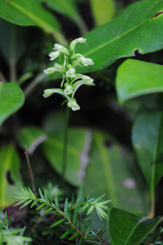 Platanthera clavellata