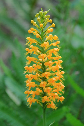 Platanthera cristata