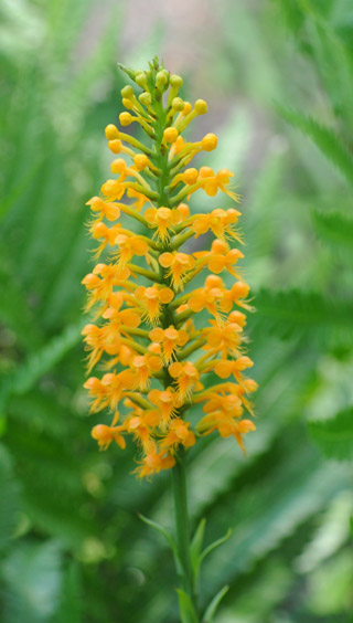 Platanthera cristata