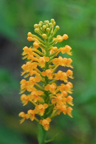 Platanthera cristata