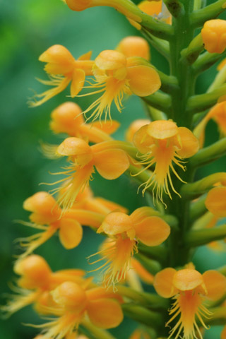 Platanthera cristata