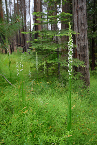 Platanthera huronensis