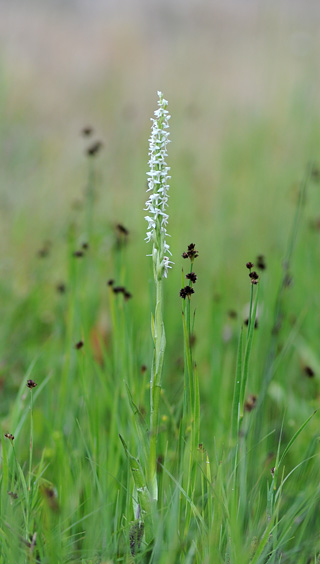 Platanthera dilatata