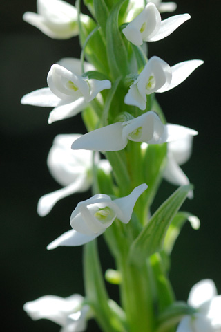 Platanthera dilatata