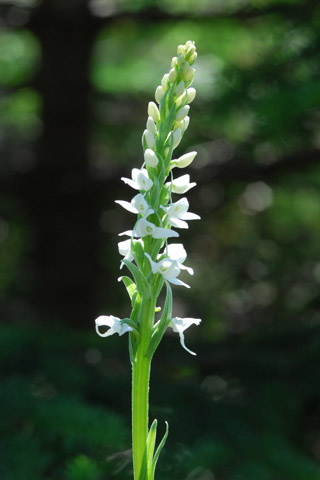 Platanthera dilatata