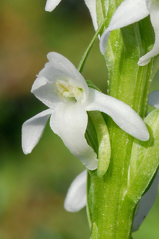 Platanthera dilatata