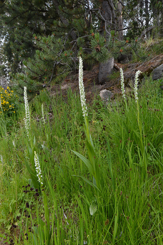 Platanthera dilatata