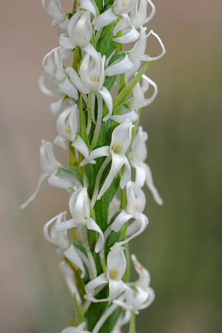 Platanthera dilatata