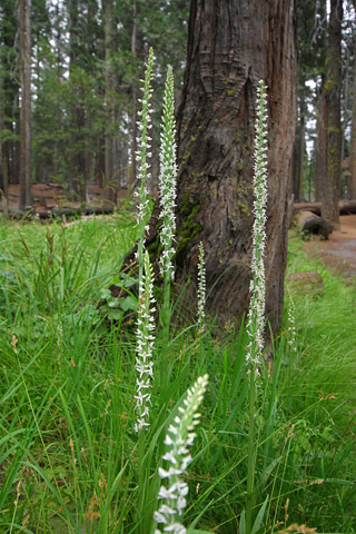 Platanthera dilatata